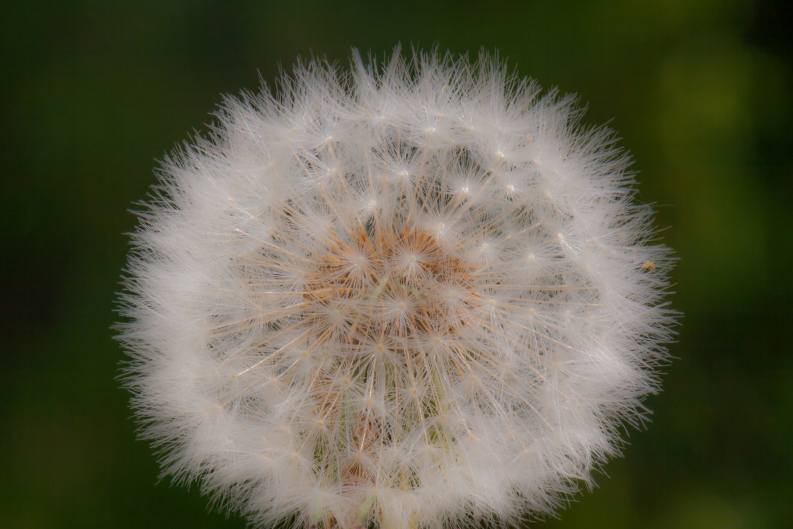 "Dandelion Seed Head" by Gordon England - $12.14 "Dandelion Seed Head" stock image
