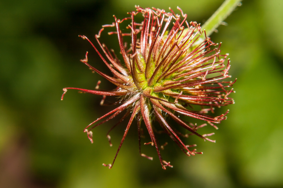 "Herb Bennet Seed Head" stock image