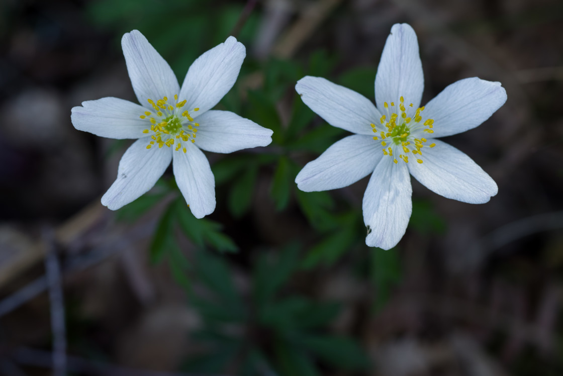 "Wood Anemone (Anemone nemorosa) Flowers" by Gordon England - $12.12 "Wood Anemone (Anemone nemorosa) Flowers" stock image