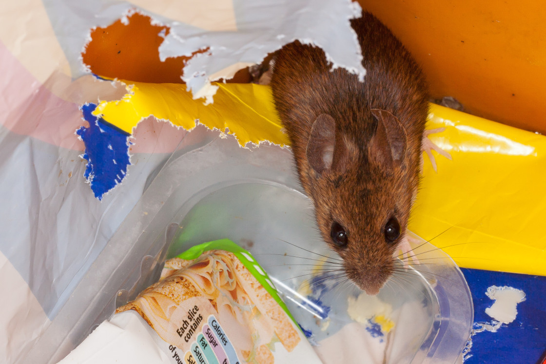 "Wood Mouse in Waste Bin" by Gordon England - $12.24 "Wood Mouse in Waste Bin" stock image