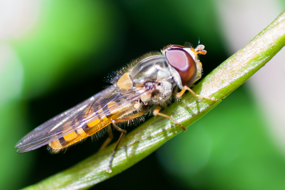 "Marmalade hoverfly (Episyrphus balteatus)" stock image