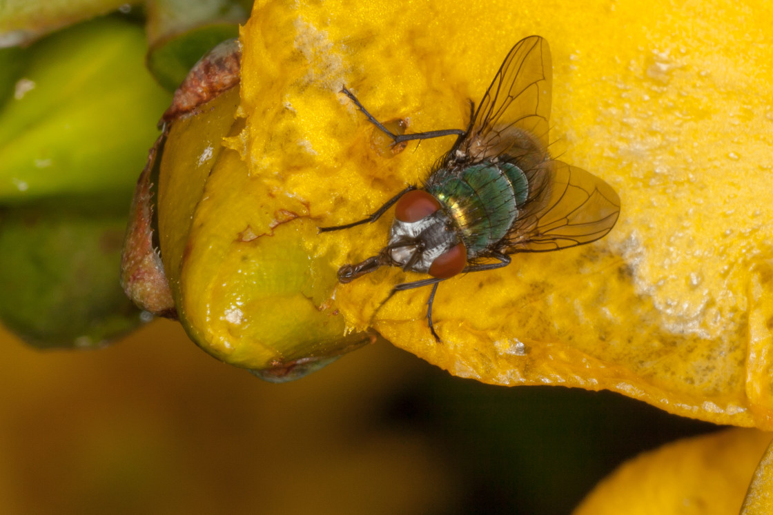 "Green Bottle Fly" stock image