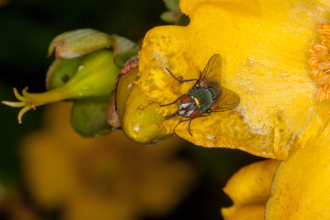 "Green Bottle Fly" stock image