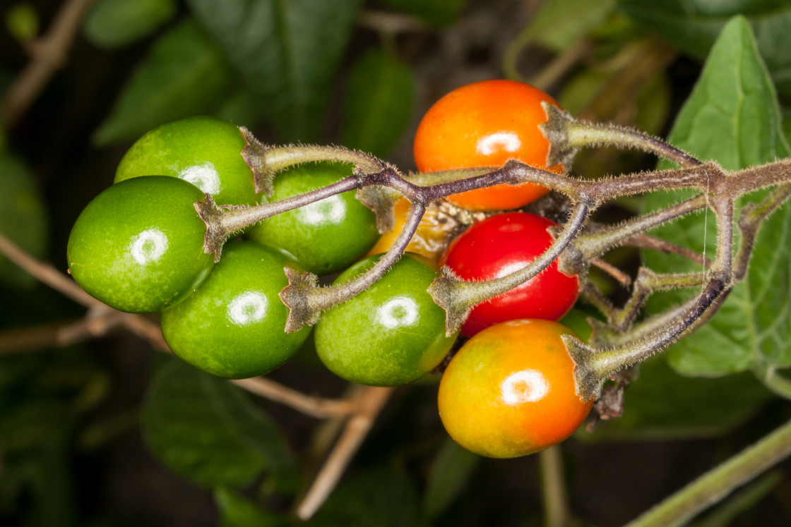 "Bittersweet Nightshade Berries" by Gordon England - $12.14 "Bittersweet Nightshade Berries" stock image