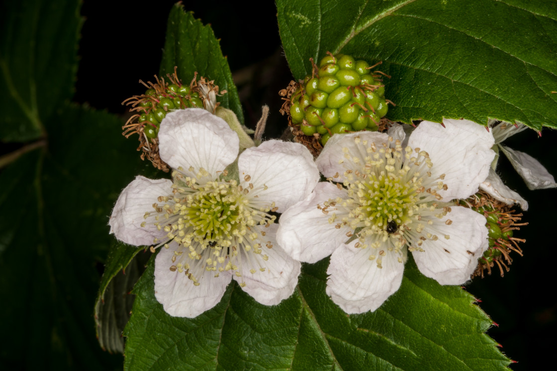 "Blackberry Bramble Flowers" by Gordon England - $12.14 "Blackberry Bramble Flowers" stock image