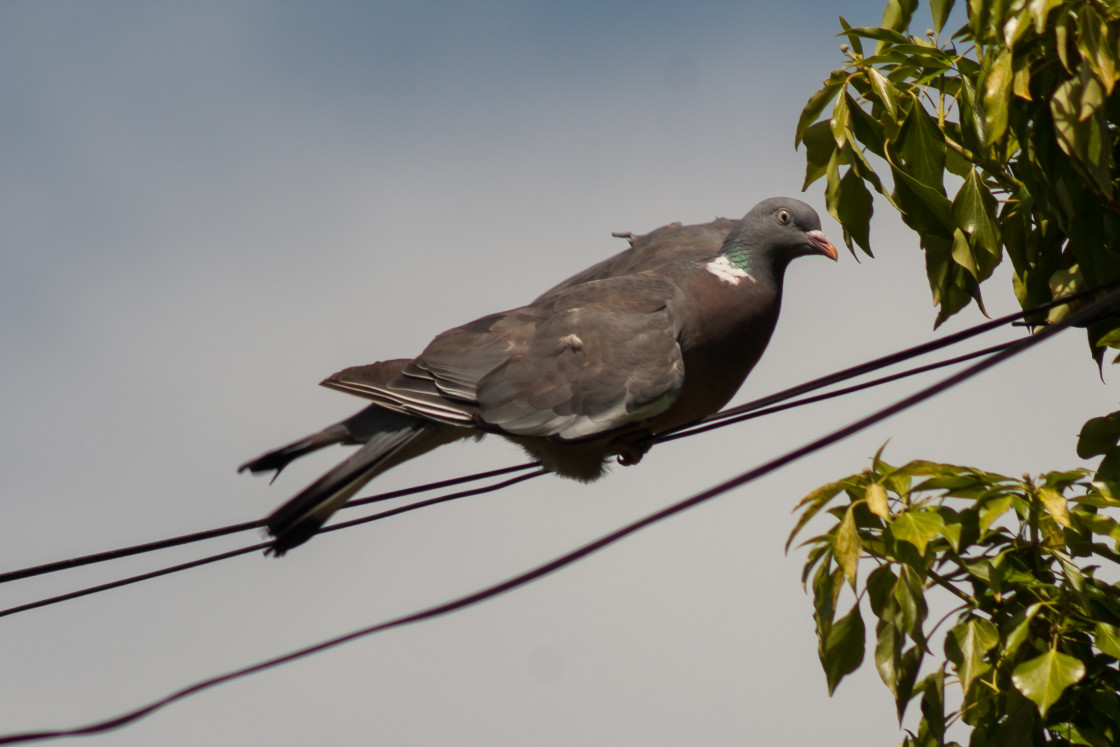 "Wood Pigeon (Columba palumbus)" by Gordon England - $12.62 "Wood Pigeon (Columba palumbus)" stock image