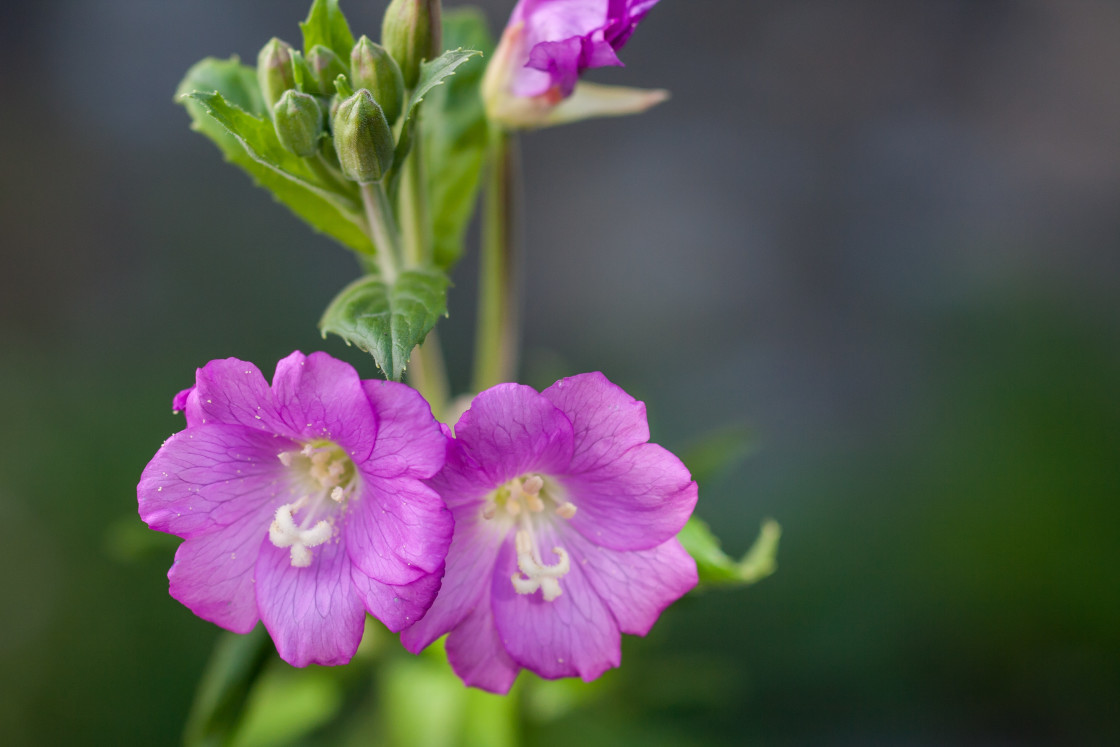"Great Willowherb" by Gordon England - $12.14 "Great Willowherb" stock image