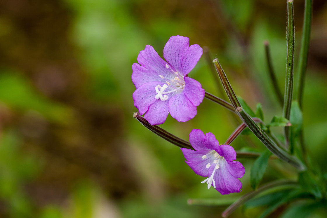 "Great Willowherb" by Gordon England - $12.24 "Great Willowherb" stock image