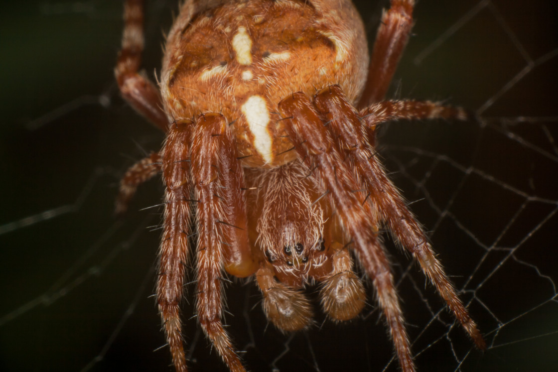 "Garden Spider (Araneus diadematus)" stock image