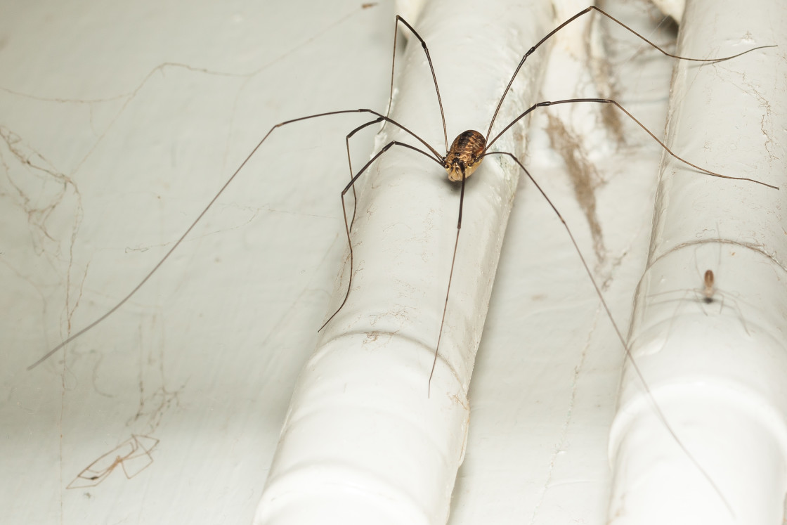 "Harvestman" stock image