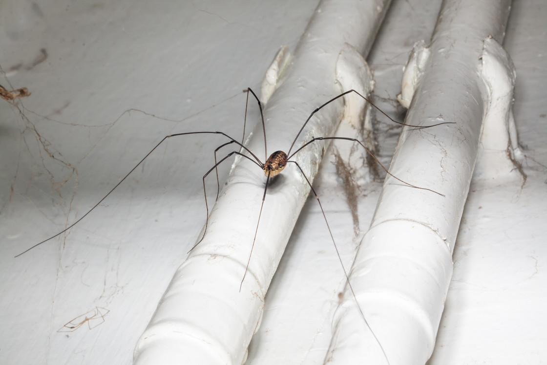 "Harvestman (Leiobunum rotundum)" stock image