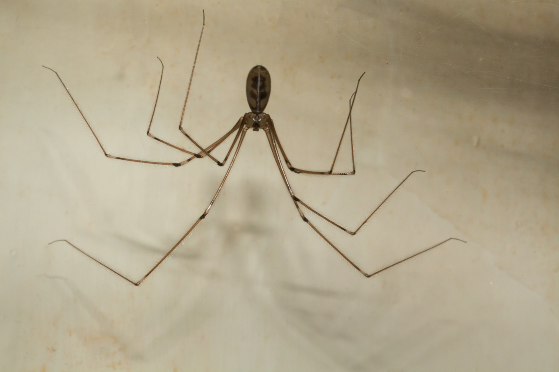 "Cellar Spider" stock image