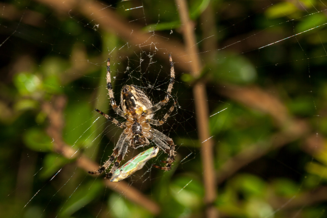 "Garden Spider (Araneus diadematus)" by Gordon England - $12.65 "Garden Spider (Araneus diadematus)" stock image