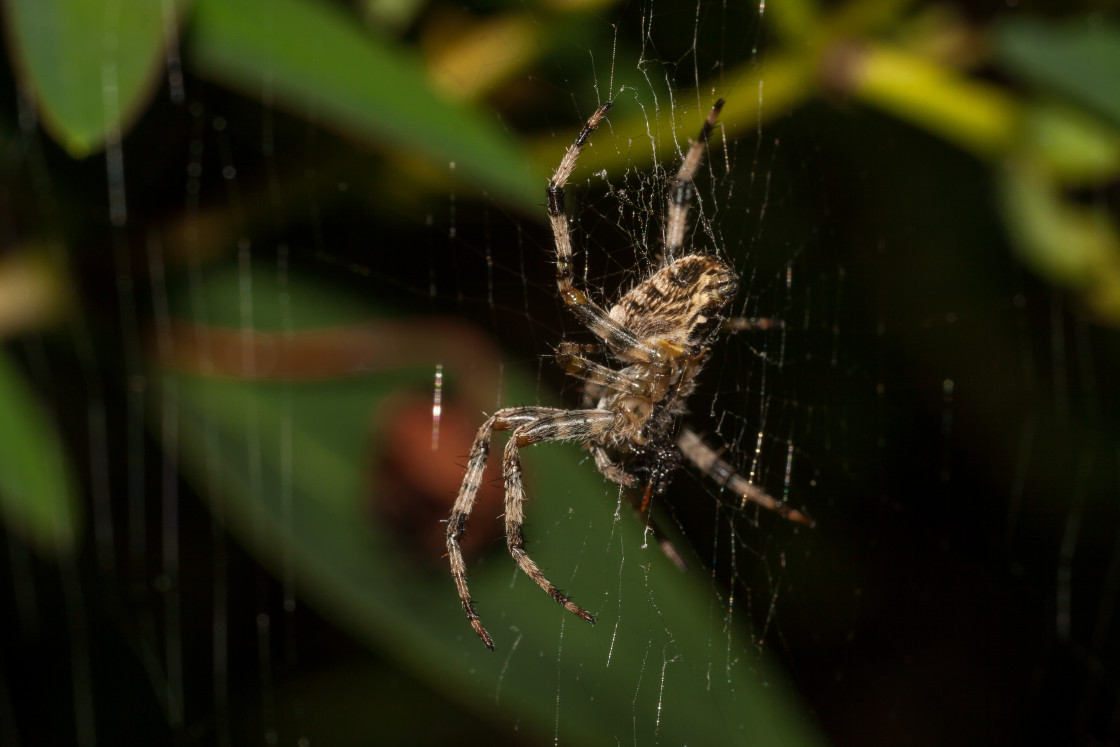 "Garden Spider (Araneus diadematus)" stock image