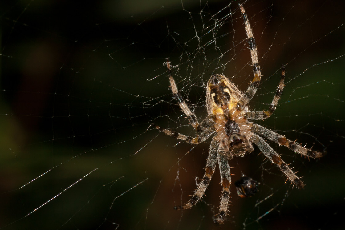 "Garden Spider (Araneus diadematus)" stock image