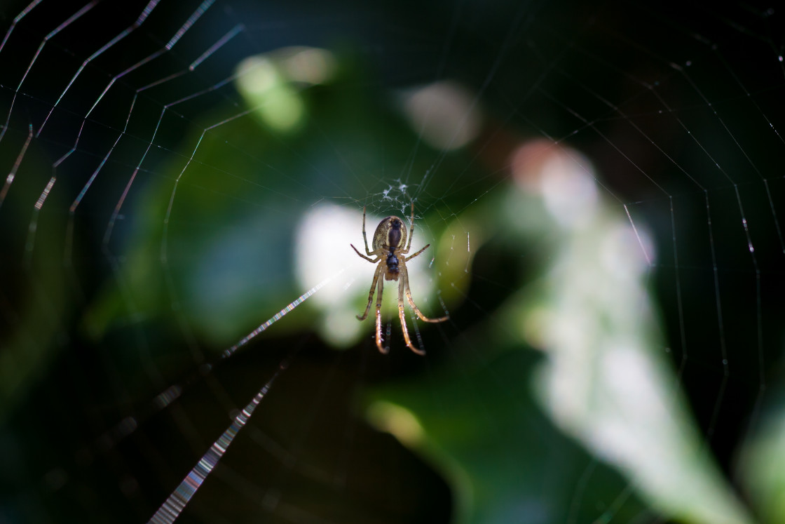 "Orb-web Spiders (Araneidae)" stock image