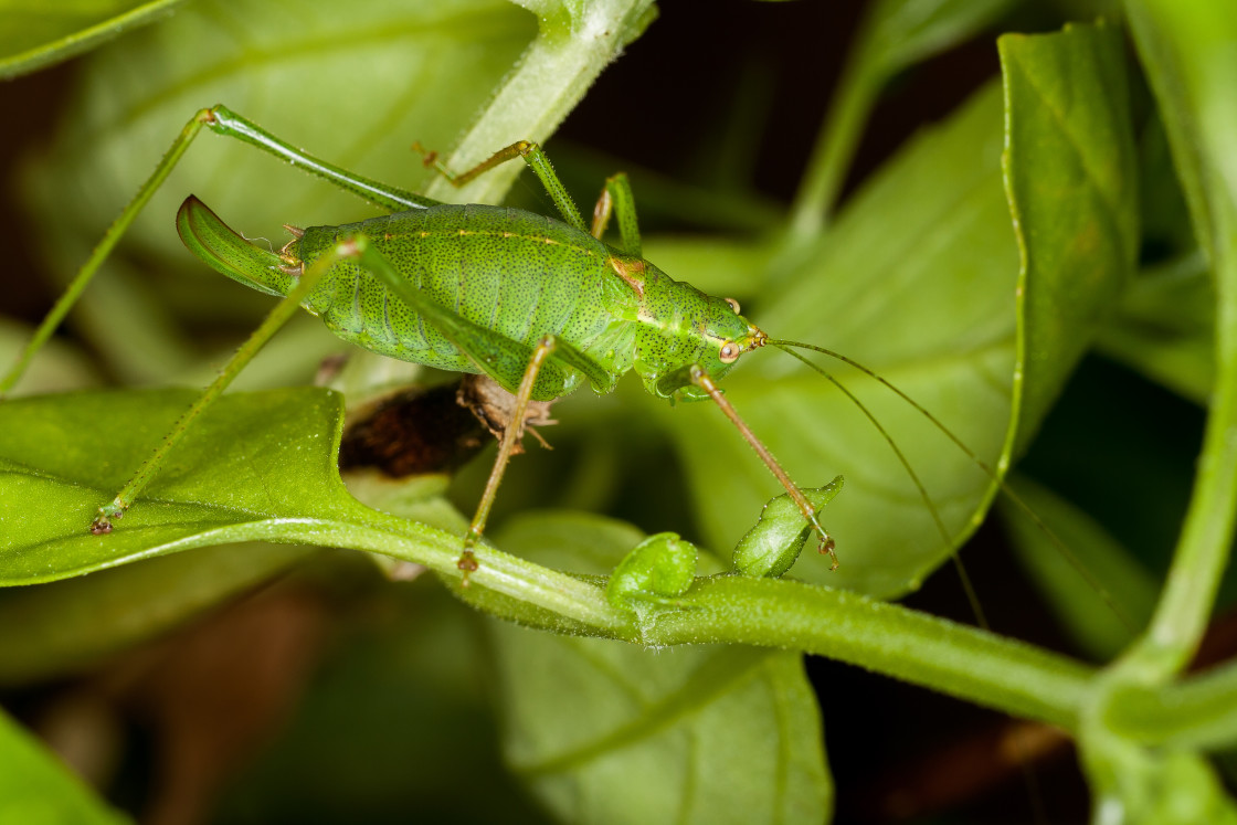 "Speckled Bush Cricket" by Gordon England - $12.20 "Speckled Bush Cricket" stock image