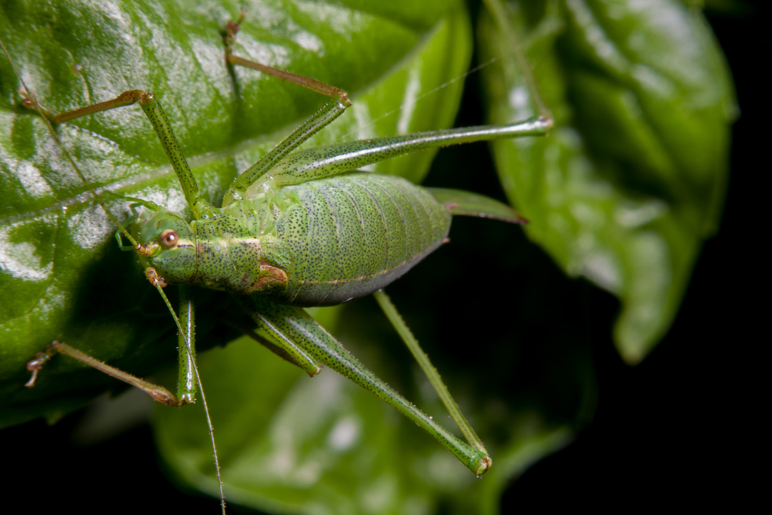 "Speckled Bush Cricket" by Gordon England - $12.09 "Speckled Bush Cricket" stock image