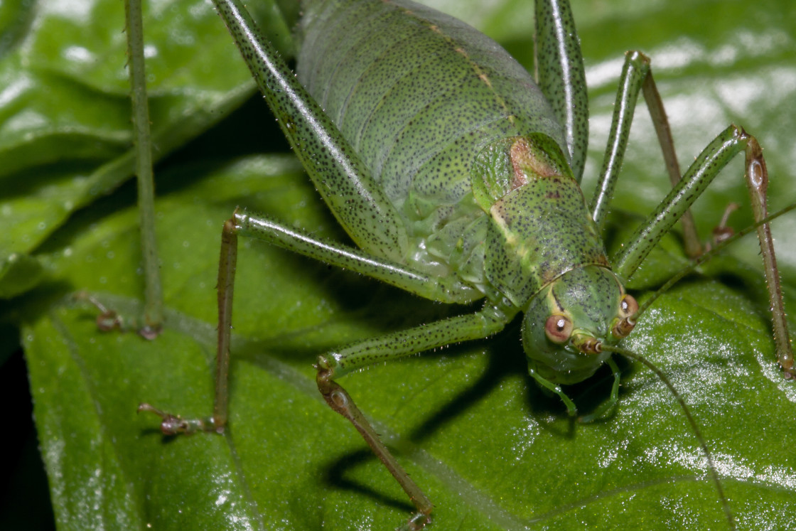 "Speckled Bush Cricket" stock image