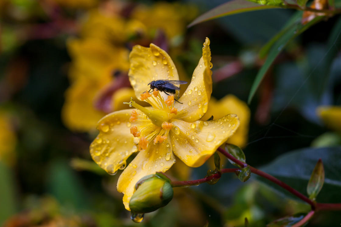 "Fly on Rain Soaked Yellow Flower" stock image