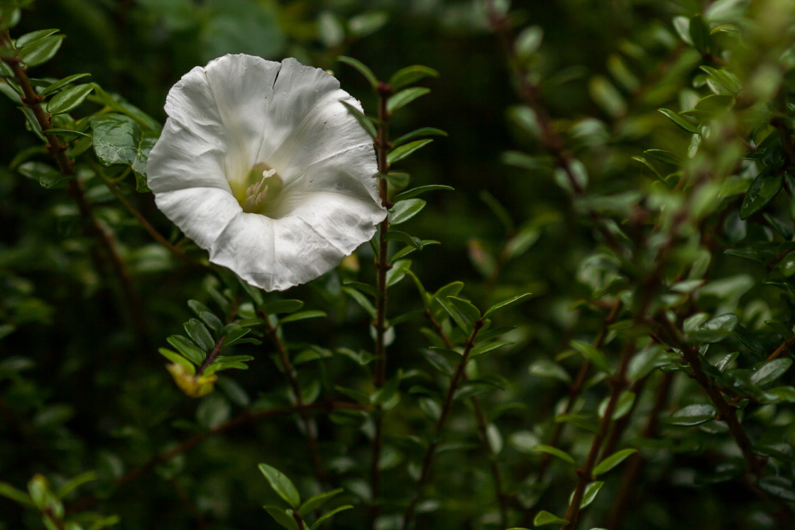 "Calystegia sepium (hedge bindweed) Flower" by Gordon England - $12.09 "Calystegia sepium (hedge bindweed) Flower" stock image