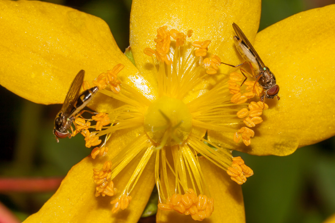 "Chequered Hoverfly - Melanostoma scalare" stock image