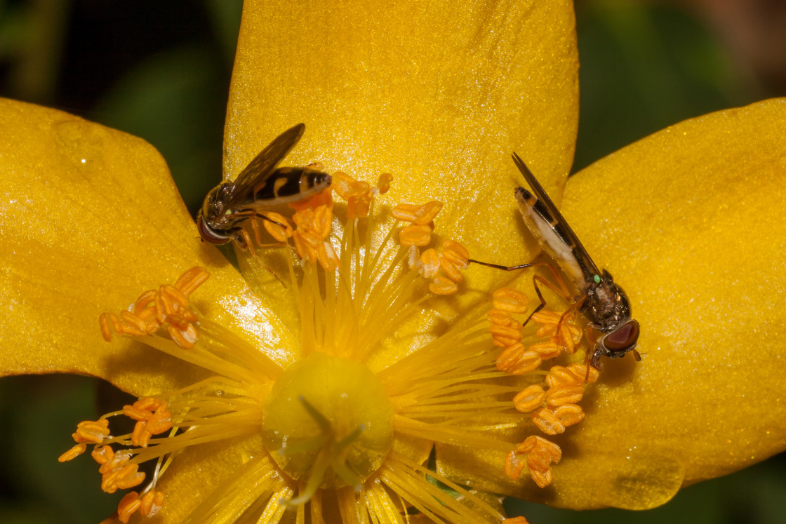 "Chequered Hoverfly - Melanostoma scalare" stock image