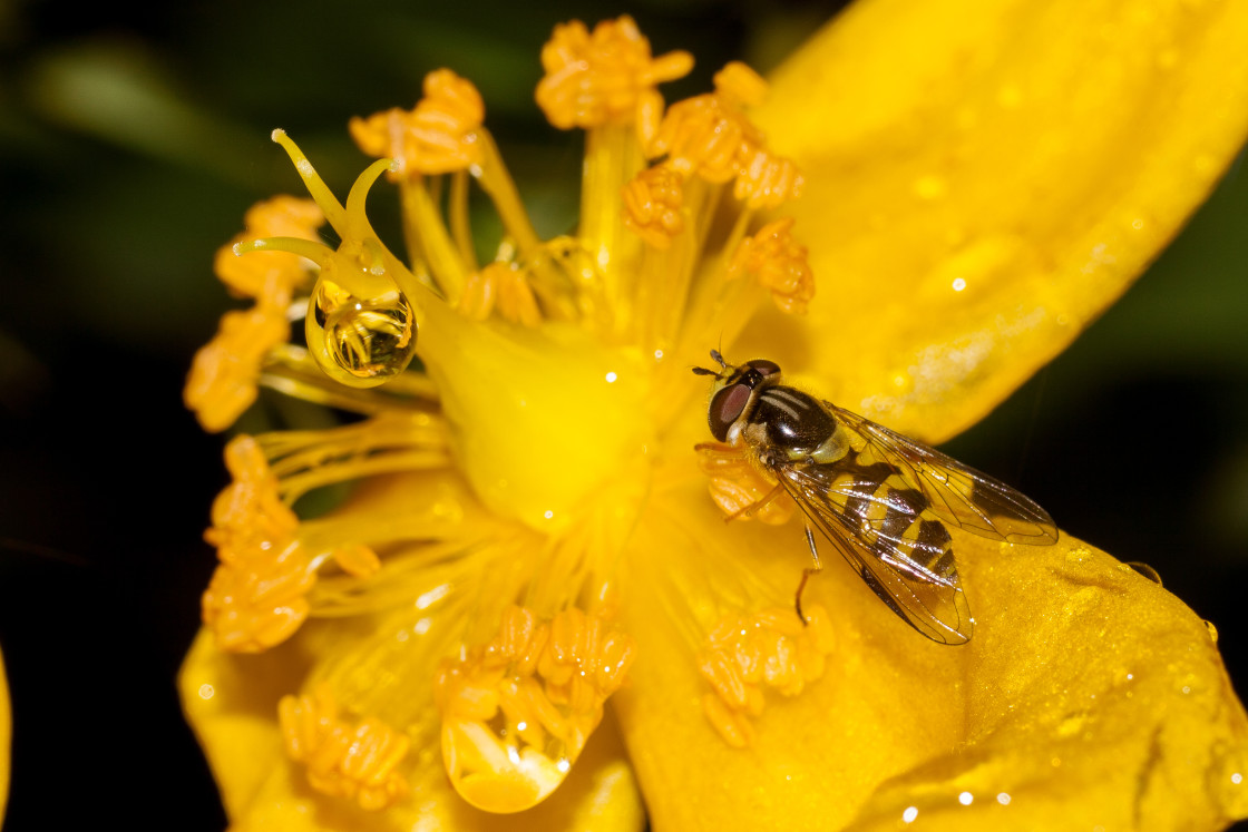 "Hoverfly (Dasysyrphus albostriatus)" stock image