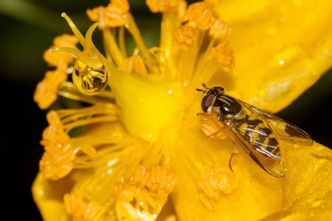 "Hoverfly (Dasysyrphus albostriatus)" stock image