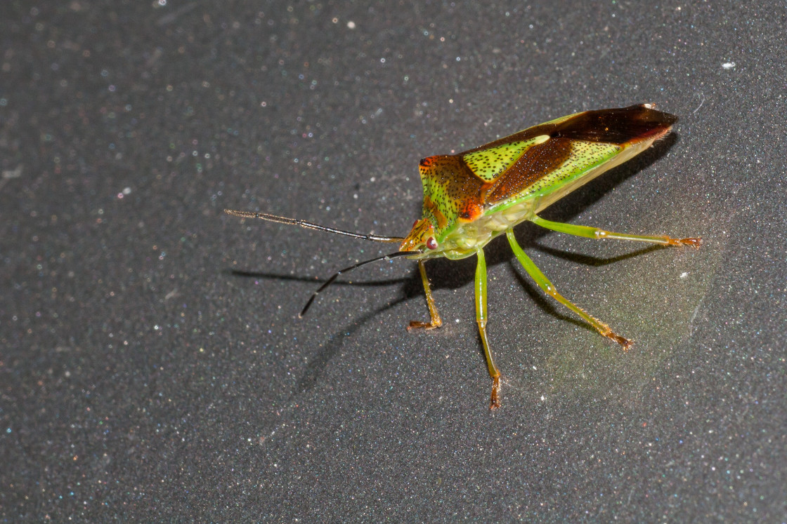 "Hawthorn Shieldbug (Acanthosoma haemorrhoidale)" by Gordon England - $12.24 "Hawthorn Shieldbug (Acanthosoma haemorrhoidale)" stock image