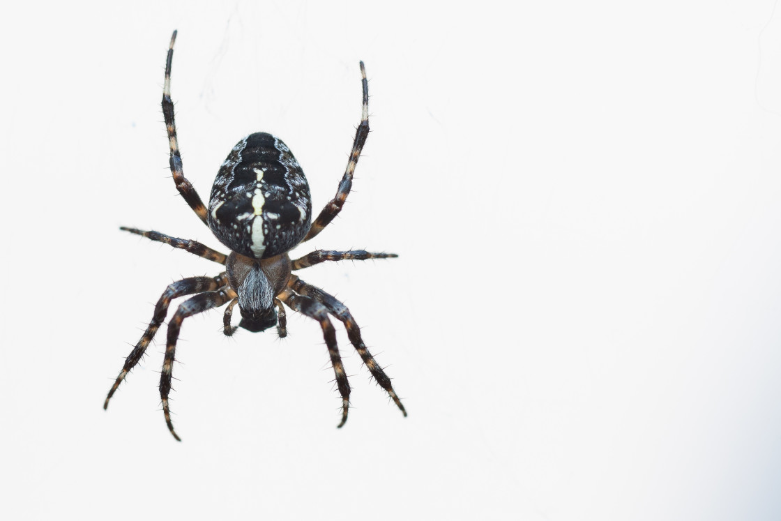 "Garden Spider" stock image