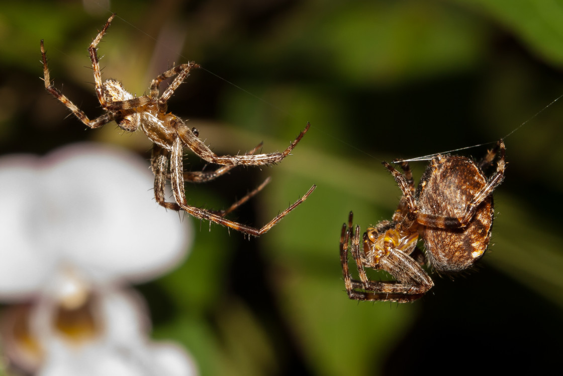 "Spider Courtship" stock image