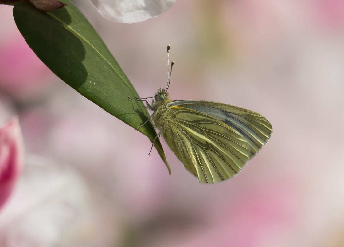 "Green Veined White Butterfly" stock image