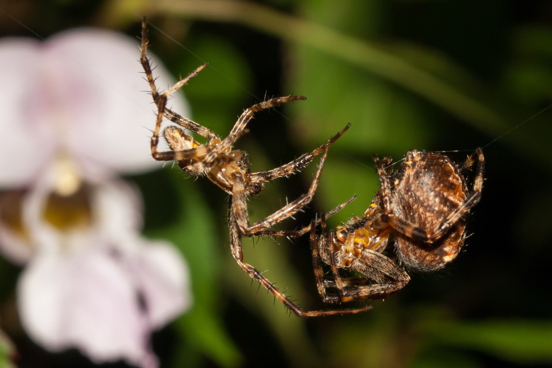 "Spider Courtship" stock image