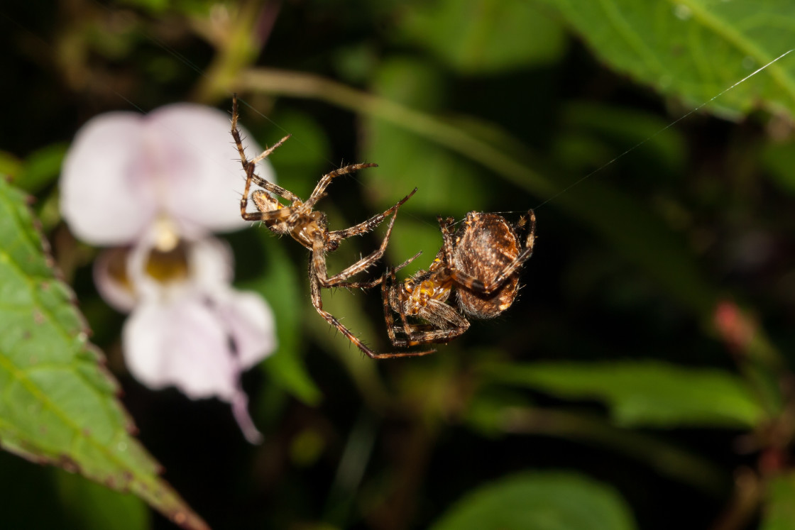 "Spider Courtship" stock image