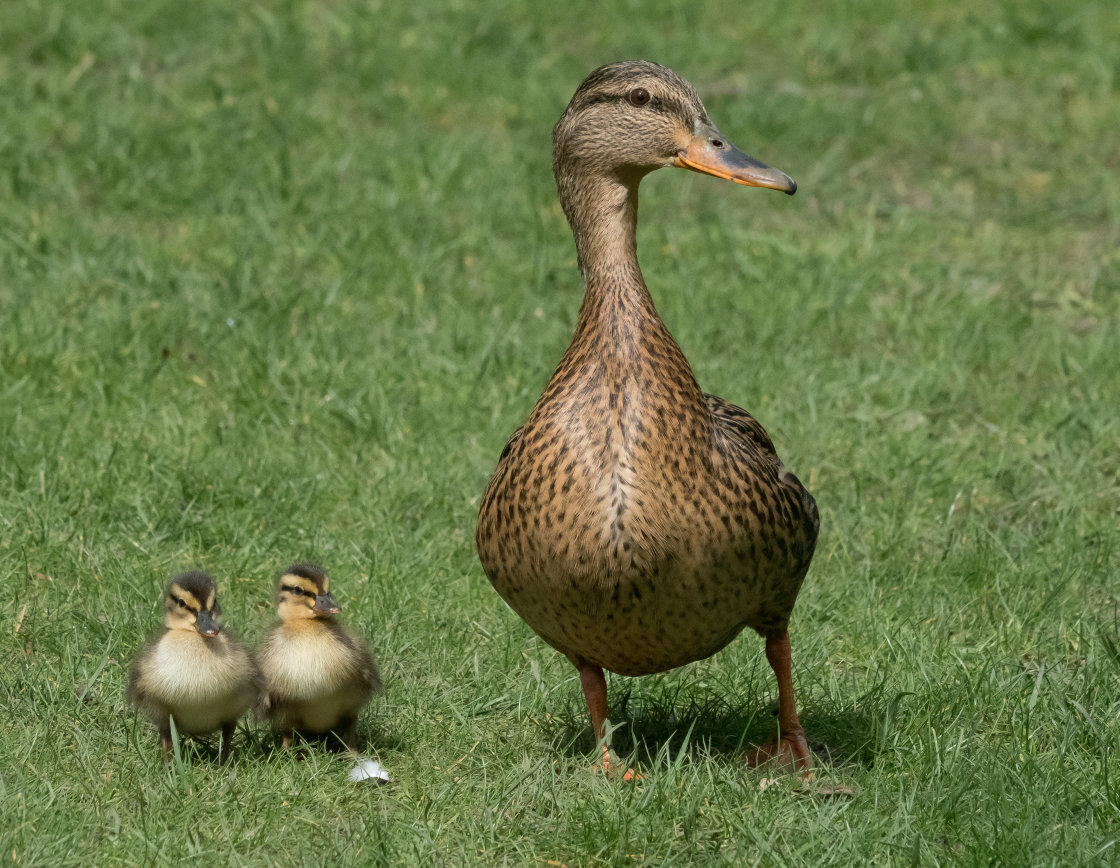 "Female mallard duck and ducklings." stock image
