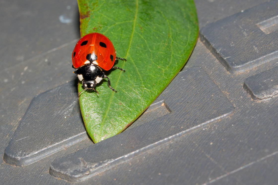 "Seven-spot ladybird" stock image