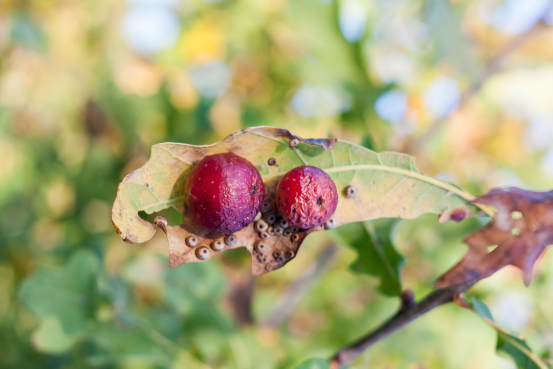 "Cherry Gall" by Gordon England - $12.14 "Cherry Gall" stock image