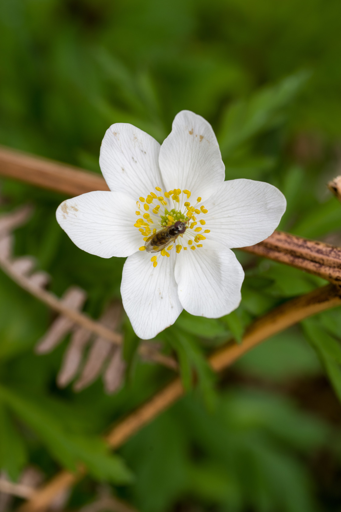 "Tiny Hoverfly on Wood Anemone Flower" stock image