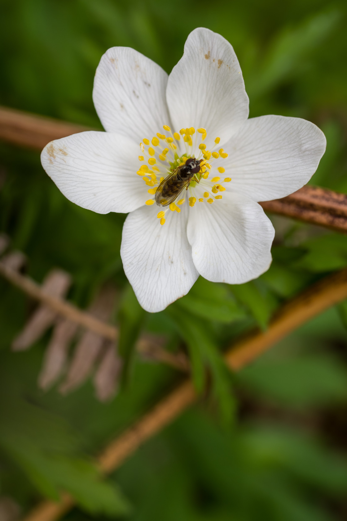 "Tiny Hoverfly on Wood Anemone Flower" stock image