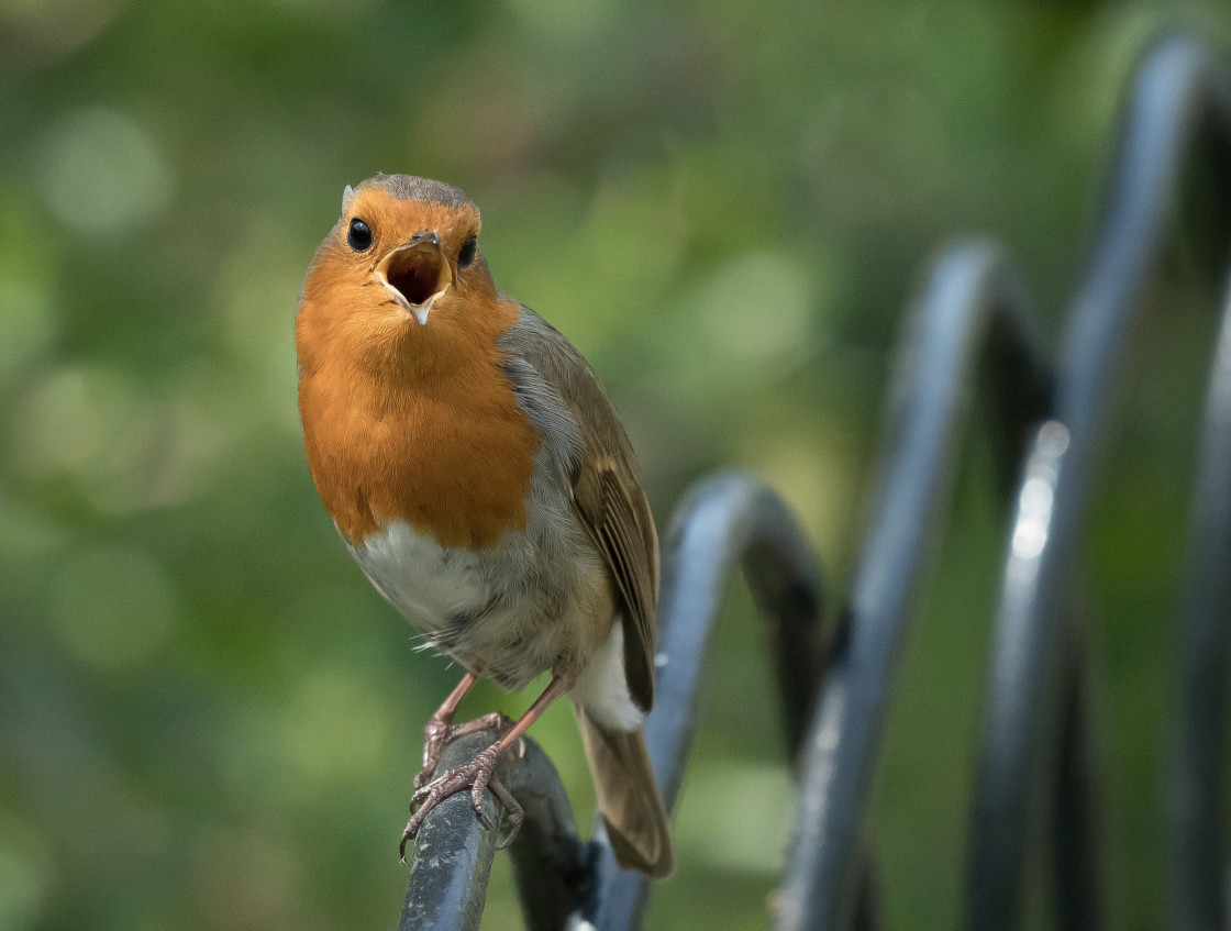 "The Singing Robin" stock image