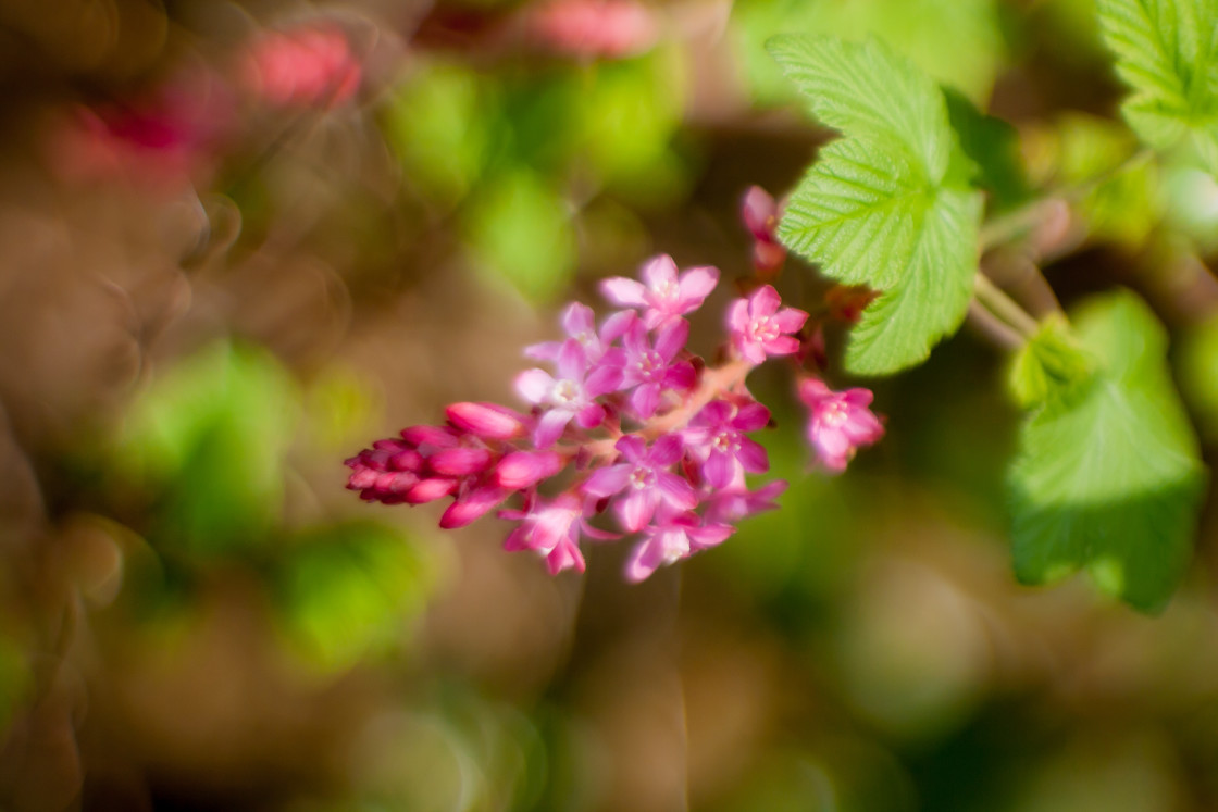 "Flowering Currant" by Gordon England - $12.07 "Flowering Currant" stock image