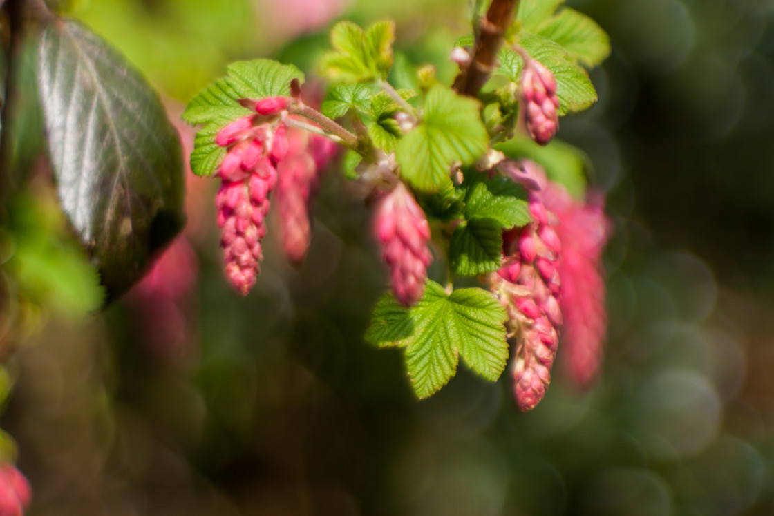 "Ribes sanguineum" by Gordon England - $12.20 "Ribes sanguineum" stock image