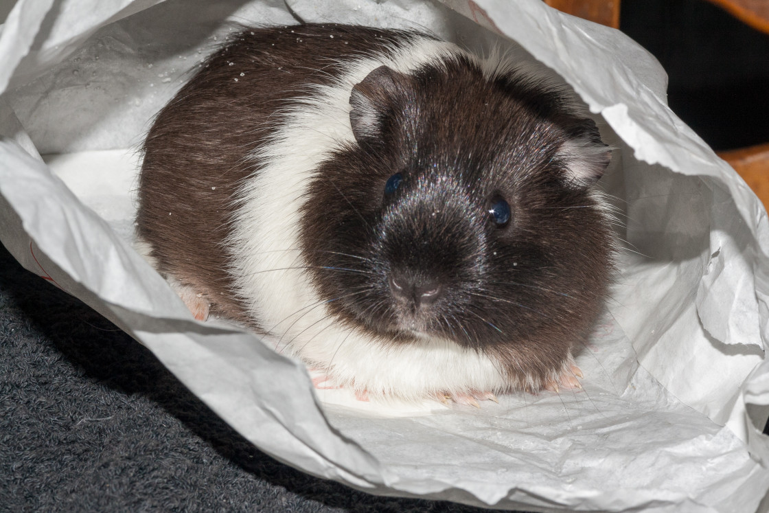 "Guinea Pig in Paper Bag" stock image