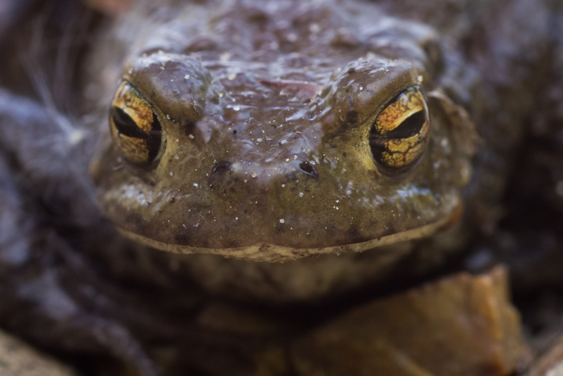 "Common Toad Portrait" by Gordon England - $12.06 "Common Toad Portrait" stock image