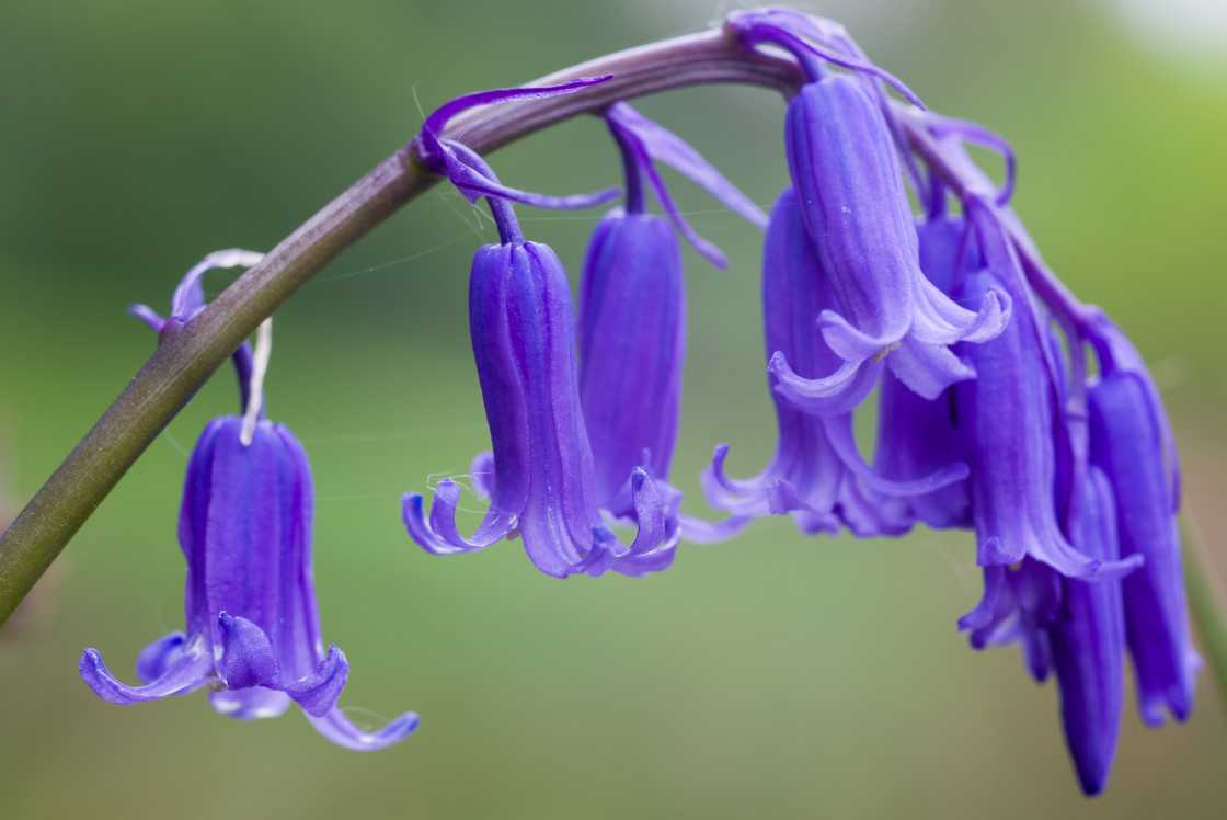 "Bluebell flower" stock image