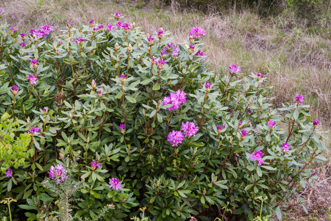 "Rhododendron Shrub" by Gordon England - $12.14 "Rhododendron Shrub" stock image