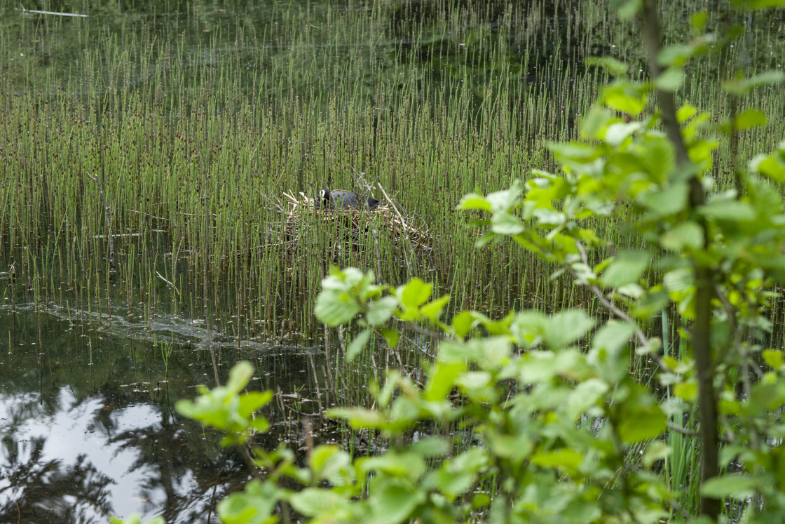 "Coot Nesting" by Gordon England - $12.06 "Coot Nesting" stock image