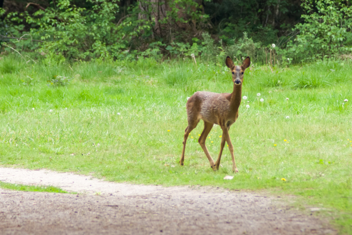 "Female Roe Deer" stock image