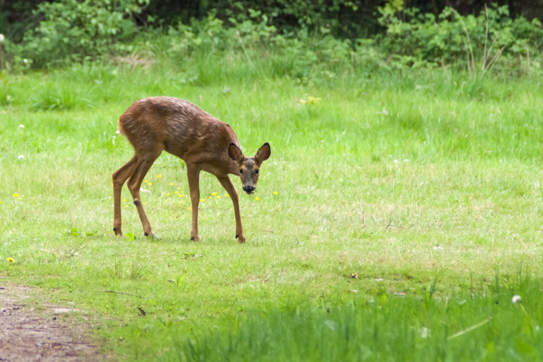 "Roe Deer" stock image